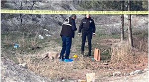 Ankara'da hayvan katliamı: Tüfekle vurulmuş 4 köpek bulundu