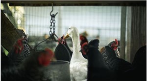 Danimarka'da kuş gribi nedeniyle 50 bin tavuk itlaf edilecek