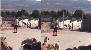 Konya'daki hayvan katliamında verilen cezalar az bulundu: Savcılıktan itiraz