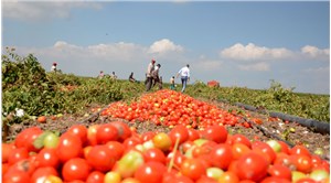 Tarım ve Orman Bakanlığı domates ihracatına kısıtlama getirdi