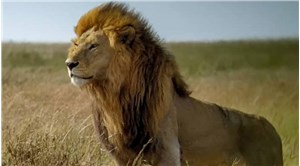 "Serengeti'nin kralı" Bob Junior, rakiplerine yenik düştü