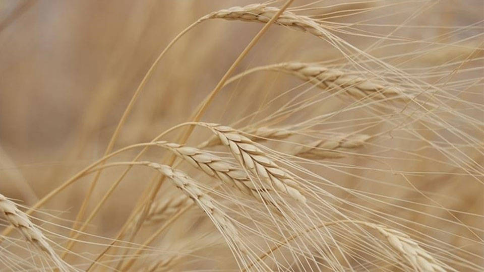Kazakistan'da kara yoluyla tahıl ithalatı 6 aylığına yasaklandı