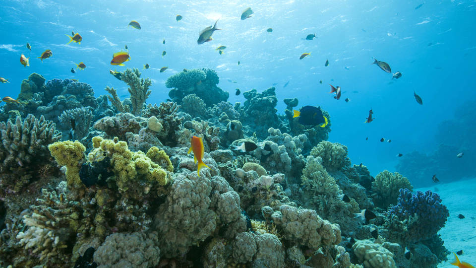 Galapagos Adaları'nda el değmemiş mercan resifi keşfedildi