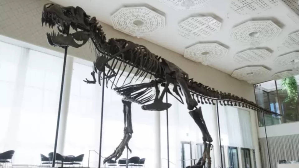 İsviçre'de açık artırmaya çıkarılan T-Rex iskeleti 6,2 milyon dolara satıldı