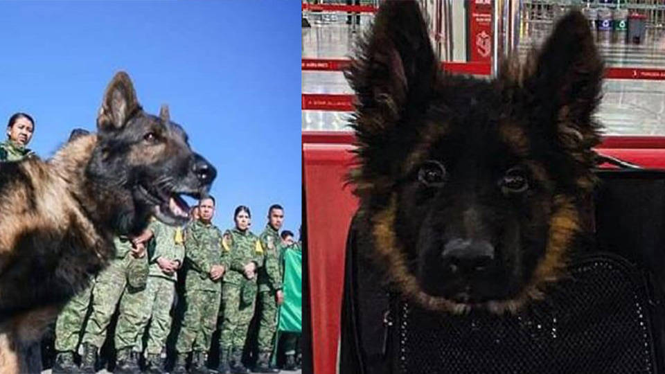 Türkiye, Meksika’ya Proteo anısına yavru köpek gönderdi