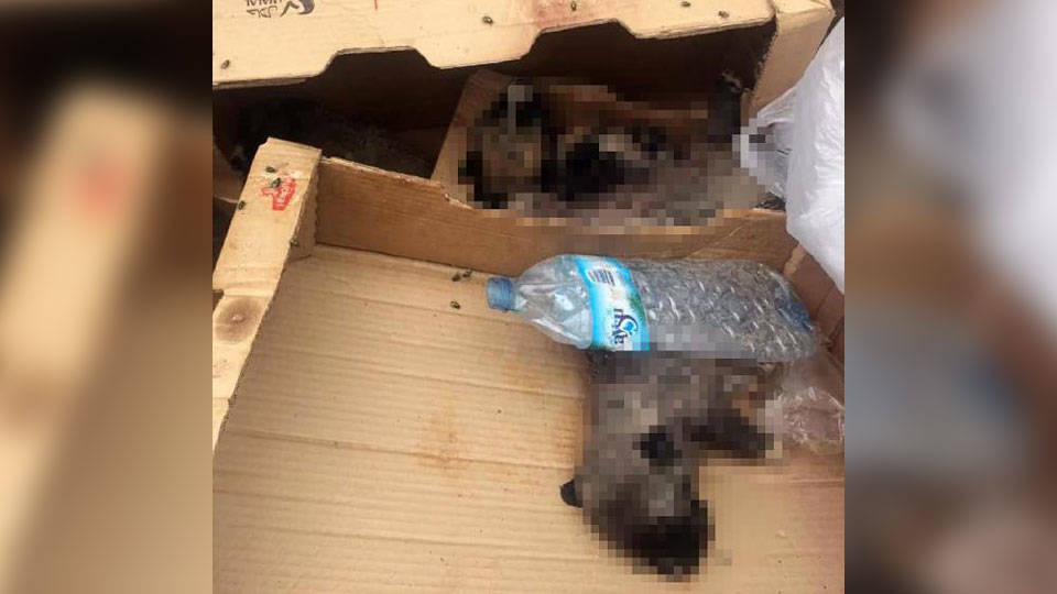 Burdur'da 6 yavru köpek ölü bulundu: Soruşturma başlatıldı