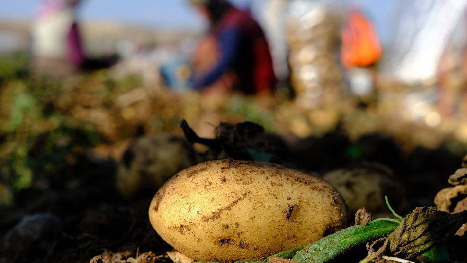İstanbul'da mayıs ayında fiyatı en fazla artan ürünler: İlk sırada patates var