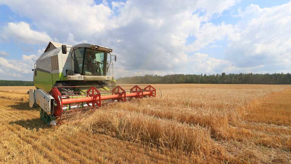 Buğday ve arpa alım fiyatları beklentinin altında kaldı