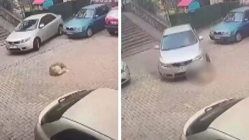İstanbul'da otomobiliyle ezdiği köpeğin ölümüne neden olan şahıs serbest bırakıldı