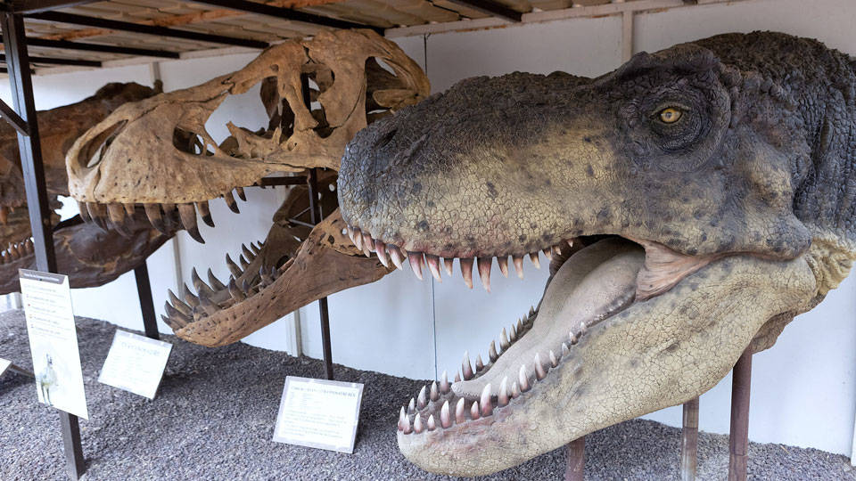 İngiltere’de yeni bir dinozor türüne ait fosil keşfedildi