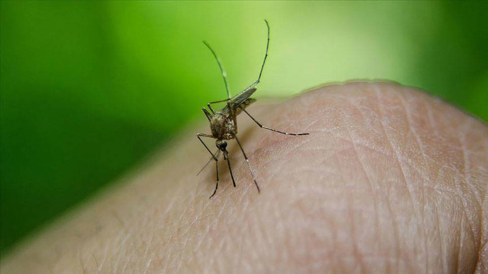 "İklim krizi sivrisinek popülasyonunu artırdı"