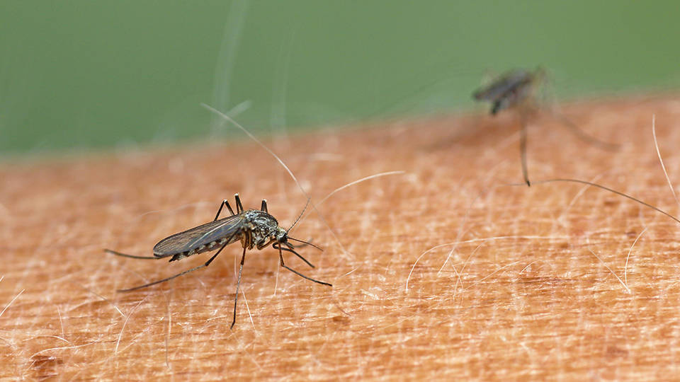 Prof. Dr. Şener'den 'istilacı sivrisinek' uyarısı: Önlem almalıyız
