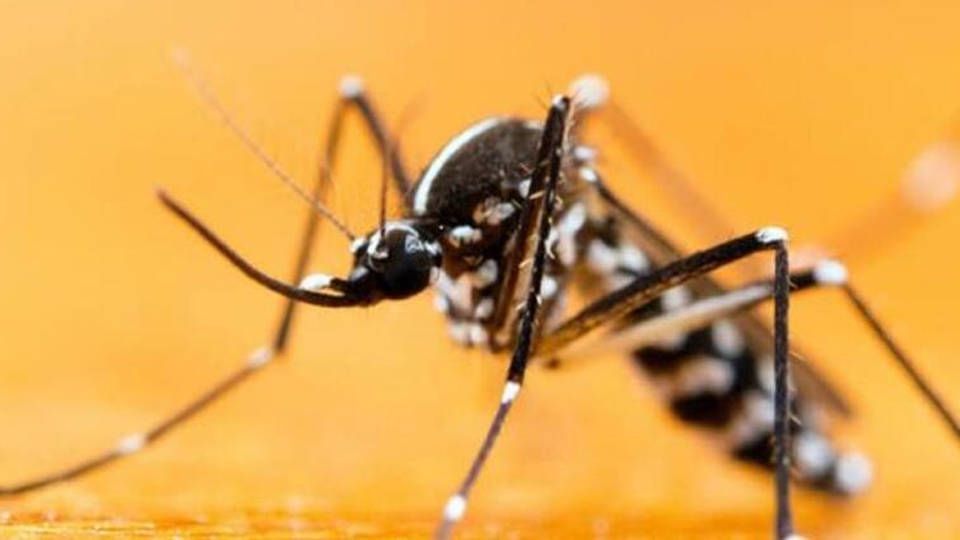'Asya Kaplanı' sivrisineği tehlikesi: "Saldırgan bir tür"