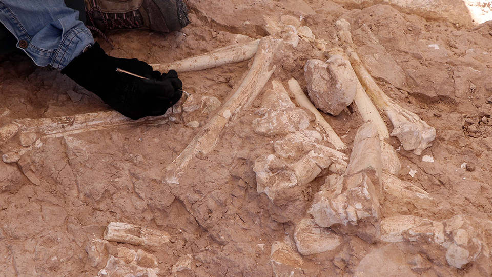 Kayseri’de 7,5 milyon yıllık zürafa kemiği bulundu