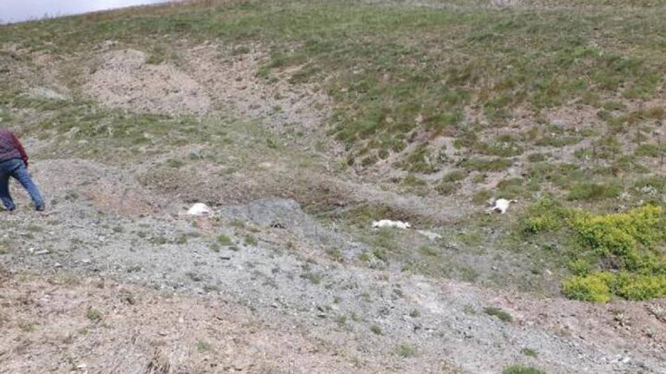 Tokat'ta yayladaki fırtınada 98 koyun soğuktan öldü