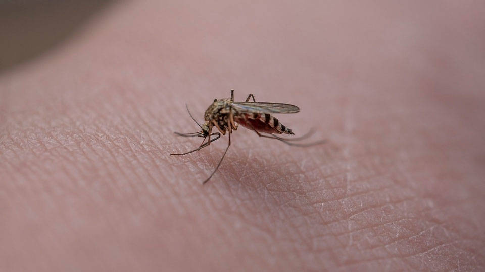 Sivrisinek ısırıkları ile ilgili tavsiyeler