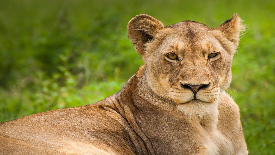 Berlin'de aslan paniği: 30 saat arama yapıldı, yırtıcı hayvan izine rastlanmadı
