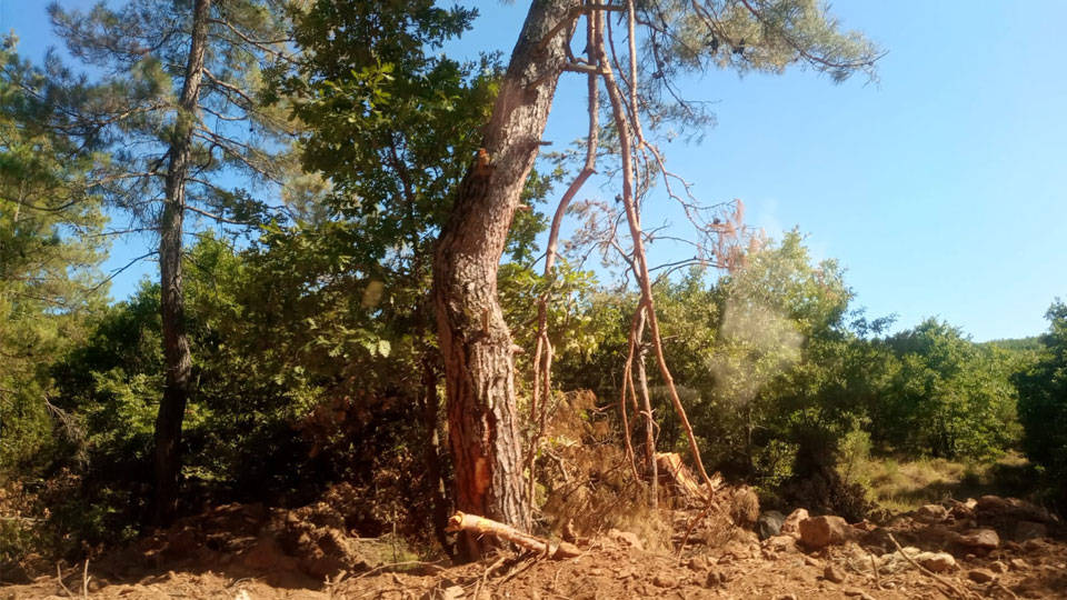 Cengiz Holding Kazdağları’nda ağaç kesimine başladı