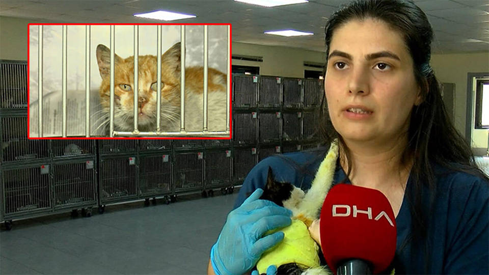 Eyüpsultan'da kedilere asitle işkence eden kişi yakalandı