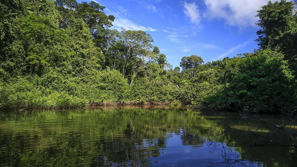 Amazon ülkeleri, ormanların korunması için Belem Deklarasyonu’nu imzaladı