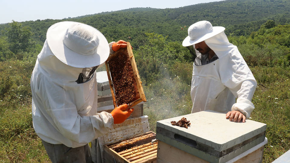 Bakanlık duyurdu: Arılara verdiği zararla gündeme gelen 6 bitkisel koruma ürününün  kullanımı sonlandırıldı
