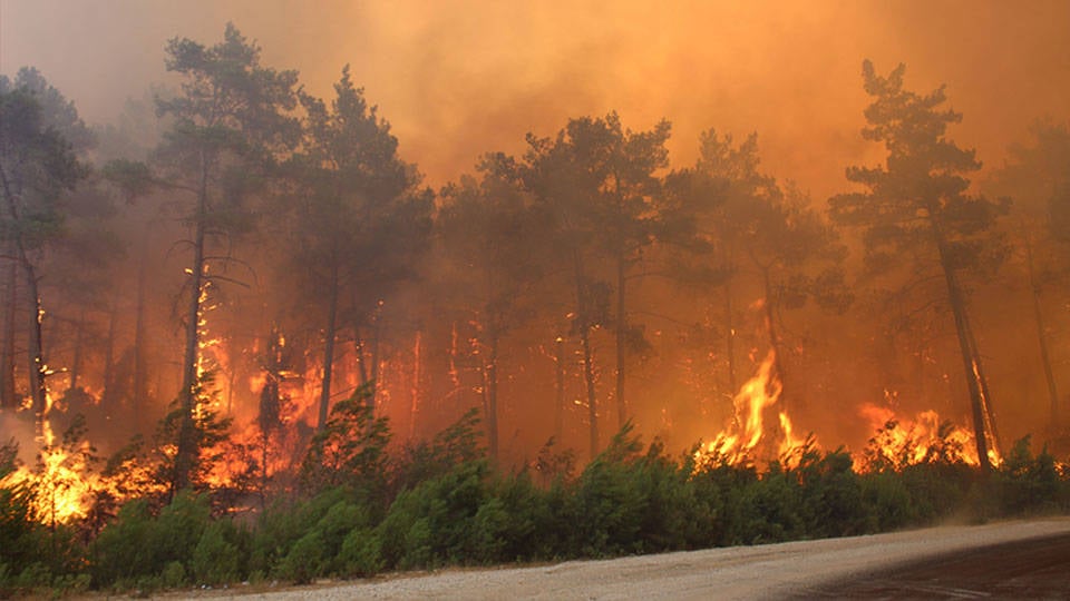 Orman yangınları | Ağustos'un ilk 9 gününde 175 hektar kül oldu
