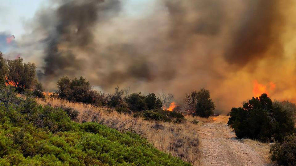 Türkiye'den Yunanistan'a orman yangınları için yardım teklifi