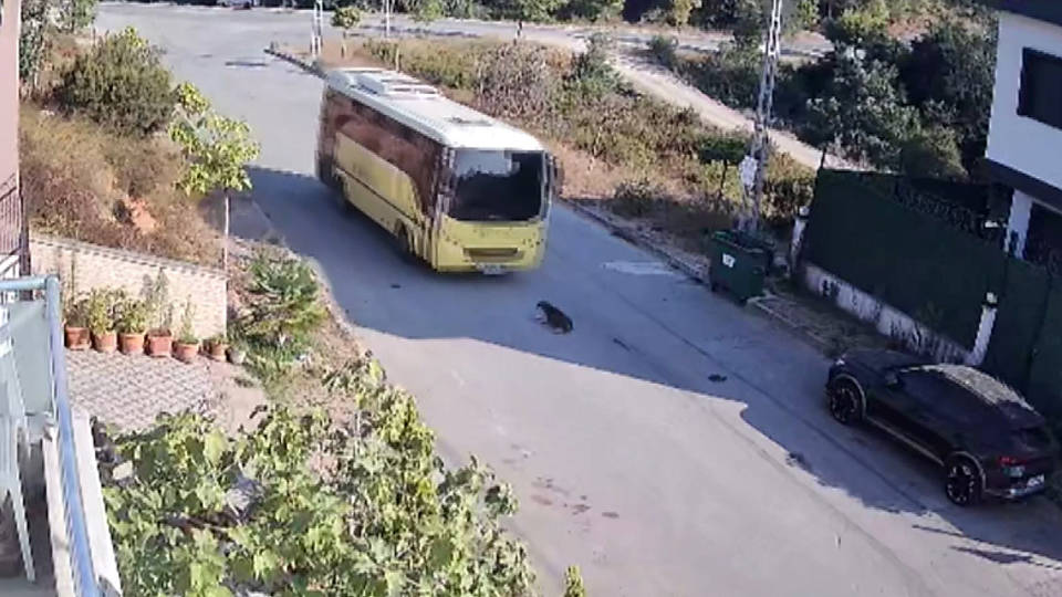 Tuzla'da İETT otobüsü yolda yatan köpeği ezdi