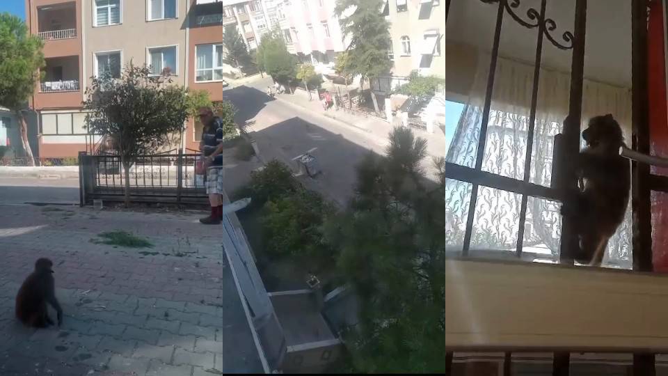 İstanbul'da maymun saldırısına uğrayan 3 kişi yaralandı