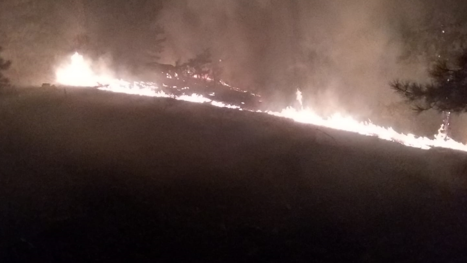 Köyceğiz'de orman yangını: 3 hektarlık alan yandı