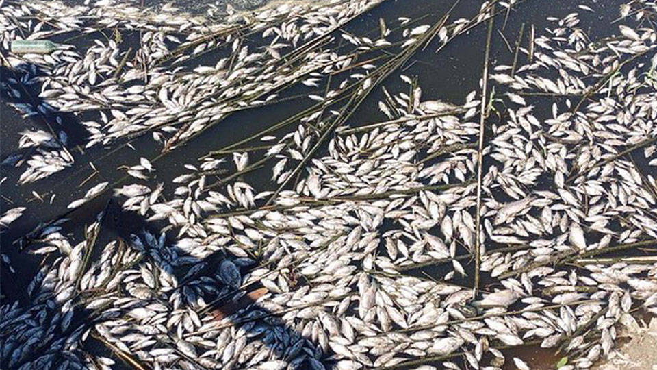 Büyük Menderes Havzası'ndaki tahliye kanalında balık ölümlerine inceleme