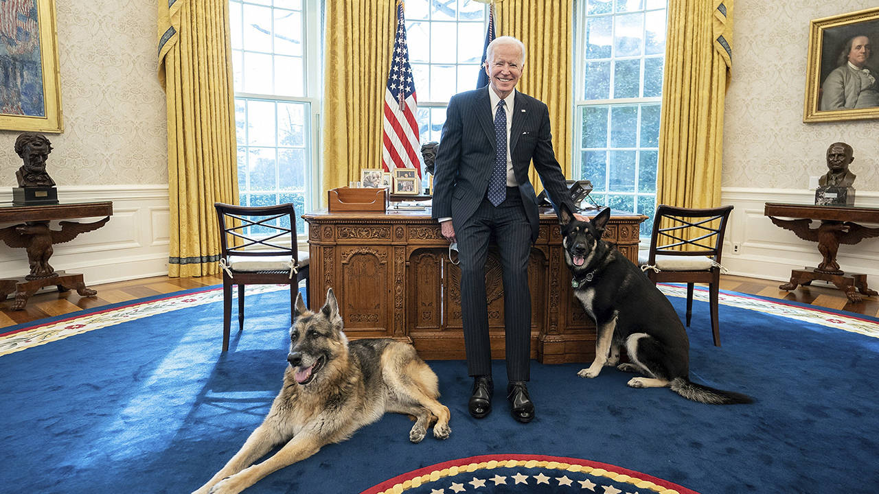 Biden'ın köpeği, Beyaz Saray'dan uzaklaştırıldı