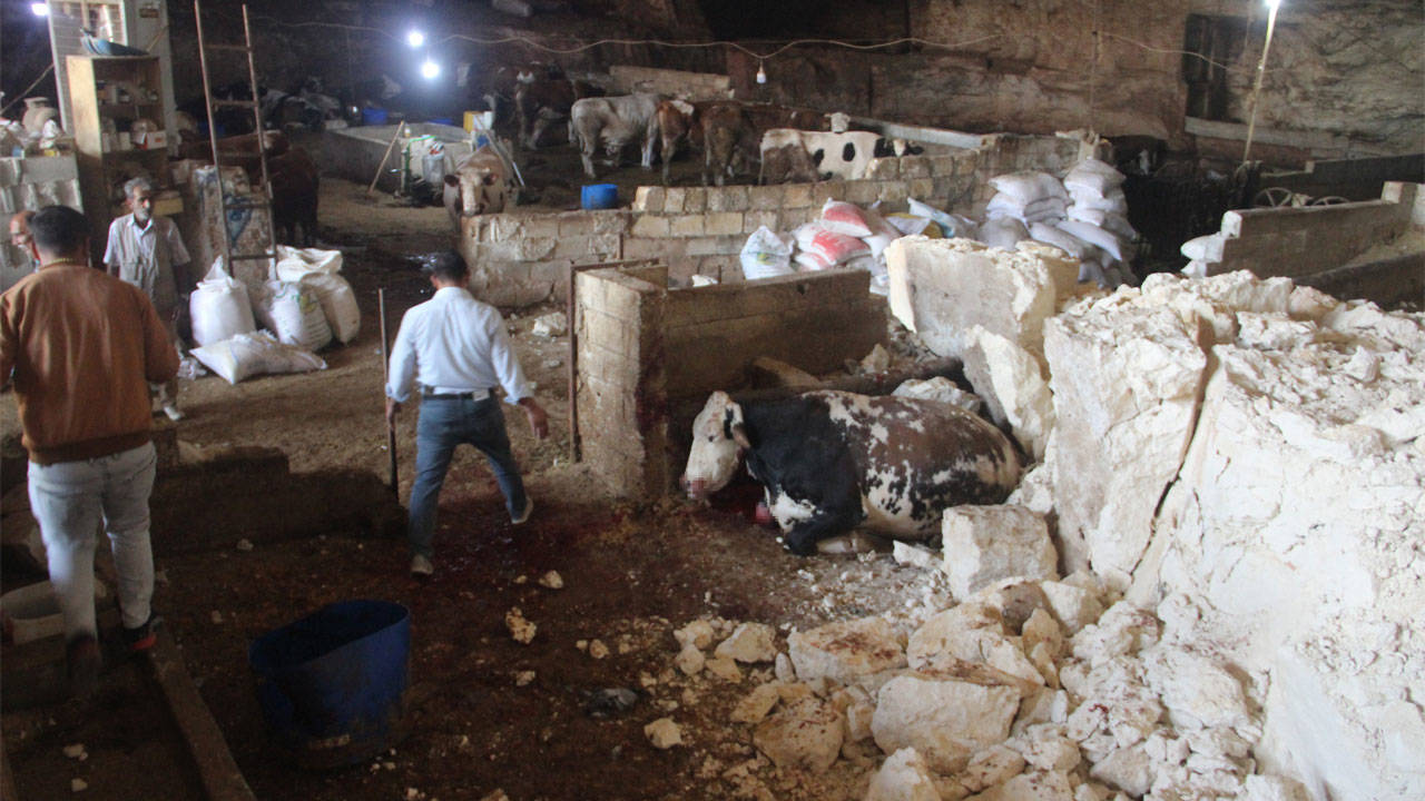 6 Şubat depremlerinde ağır hasar alan mağaranın tavanı çöktü: 5 büyükbaş hayvan öldü