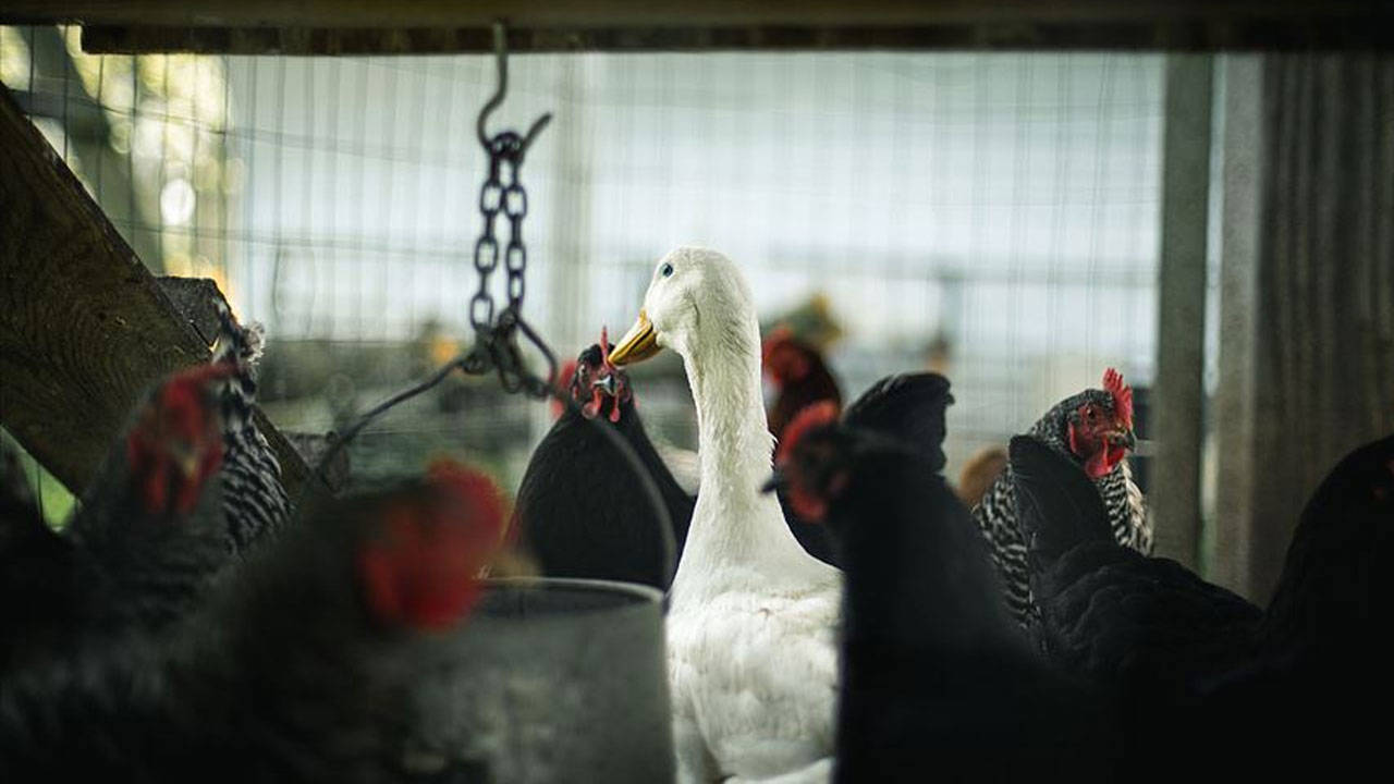 Fransa kuş gribine karşı harekete geçti: Alarm seviyesi en üst düzeyde
