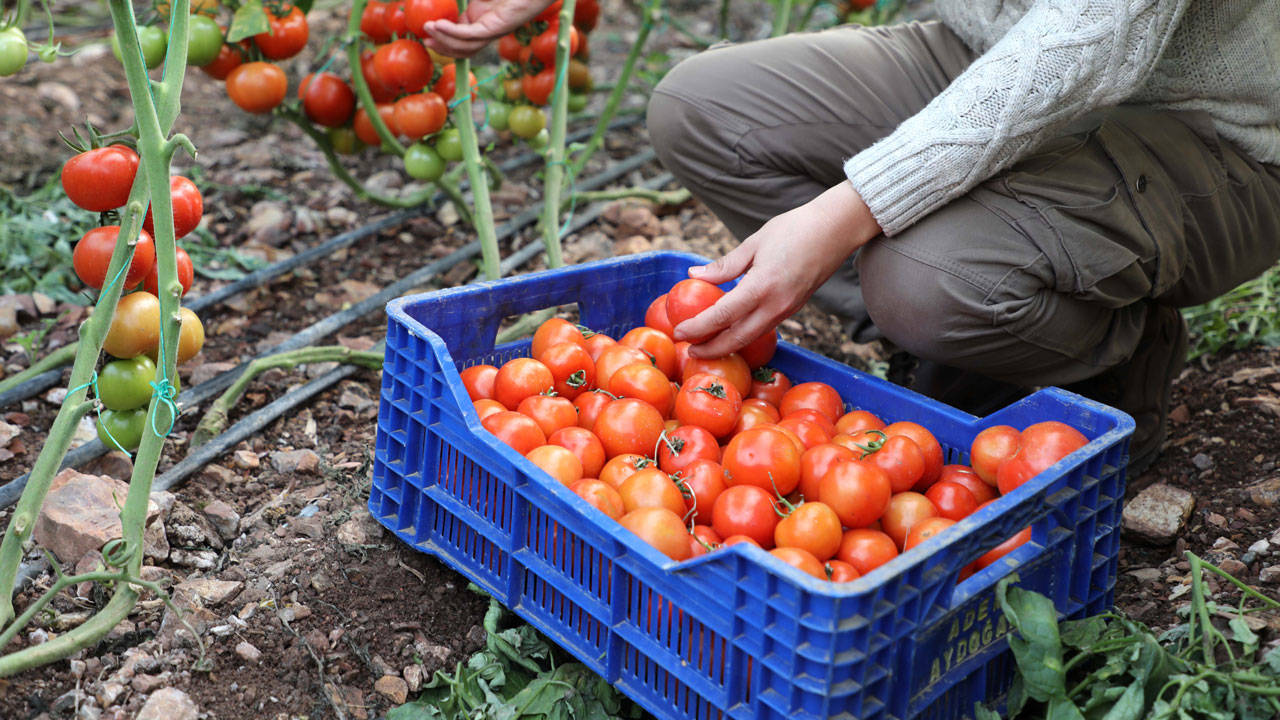 Antalya’da tarım alanları daralıyor