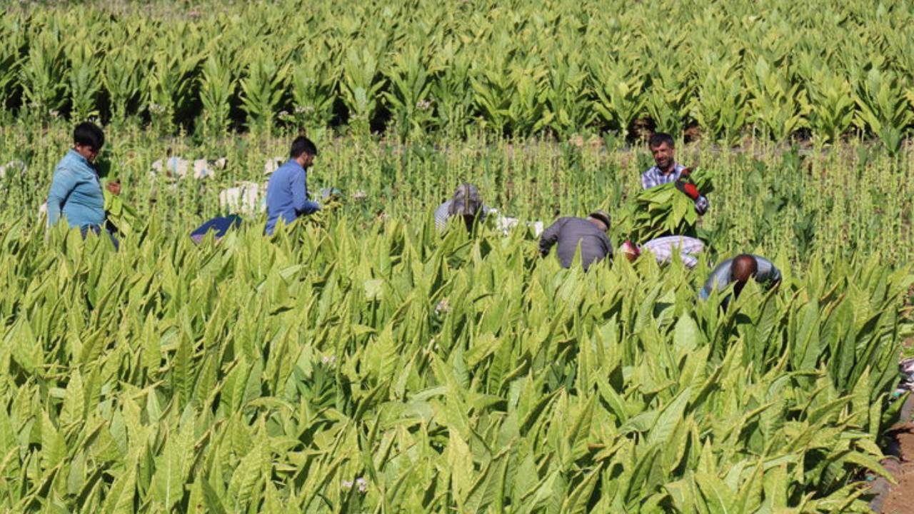 Çiftçi-Sen: Üzüm ve tütün üreticileri tekellere kurban ediliyor