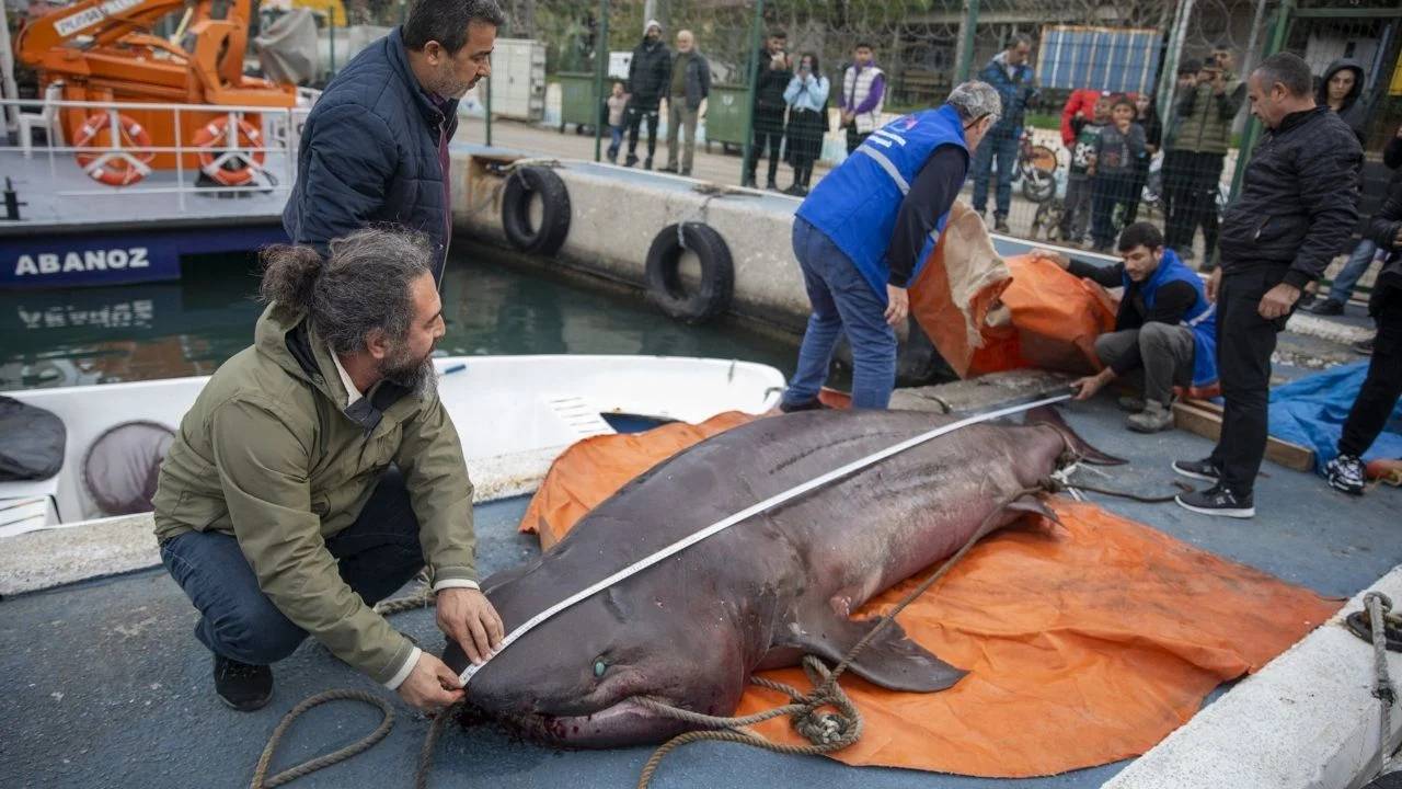 Mersin'de kıyıya 4 metrelik cam göz köpek balığı vurdu