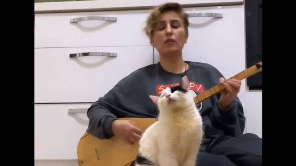 Türkü dinlemeden sakinleşmeyen kedi sosyal medyayı salladı