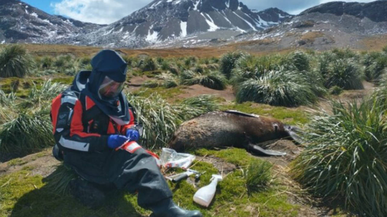 Antarktika’daki foklarda ‘Kuş gribi’ ortaya çıktı