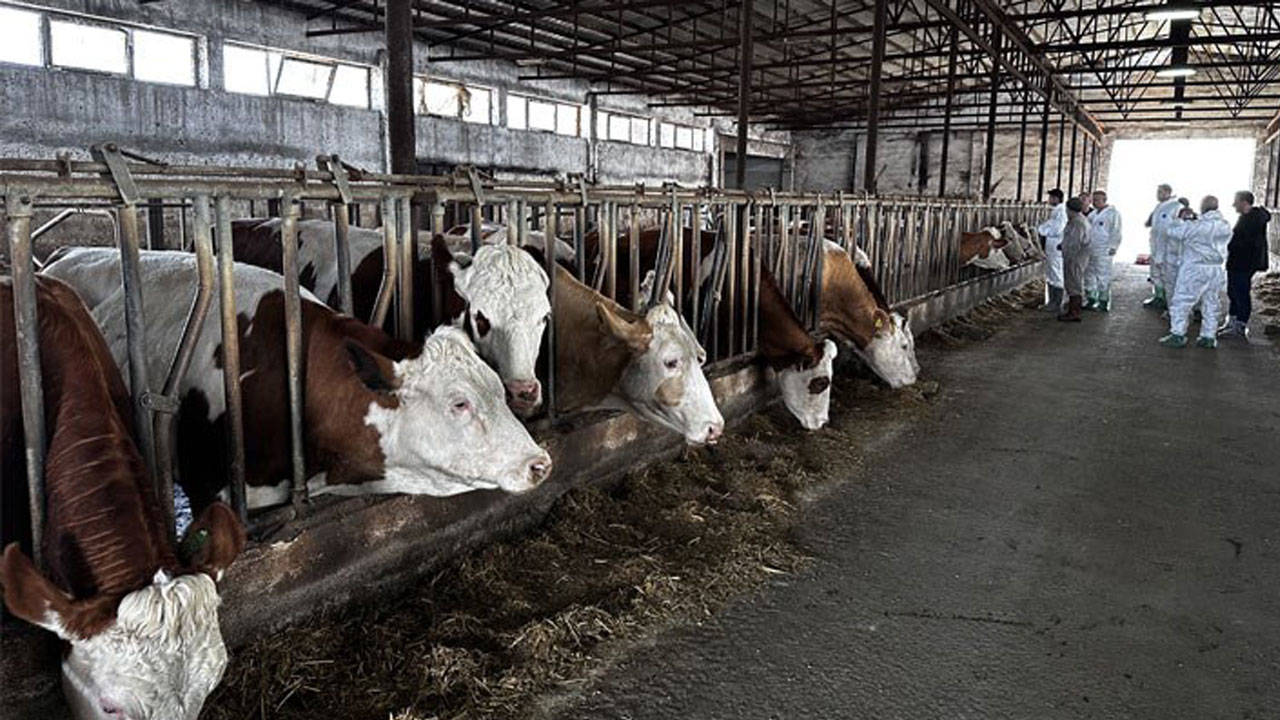 Kastamonu'da şap hastalığı: İlçedeki hayvan pazarı kapatıldı