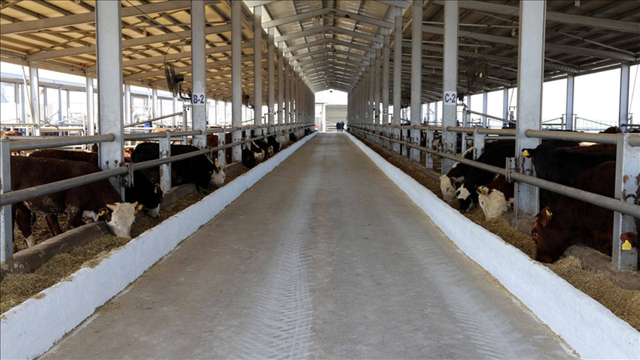 Yozgat'ta canlı hayvan pazarları şap riski nedeniyle kapatıldı