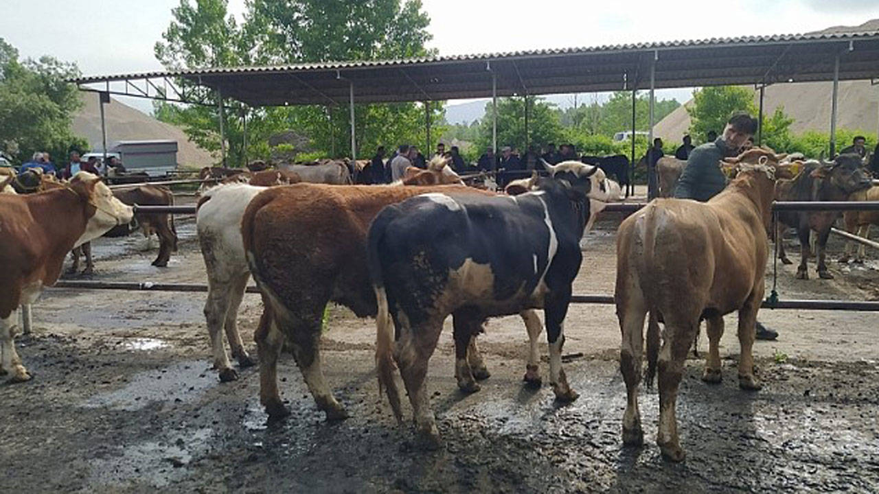 Tokat'ta şap hastalığı: İlçe hayvan pazarı kapatıldı, bir köy karantinaya alındı