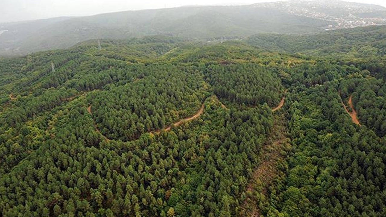 Ormanları yok eden karar