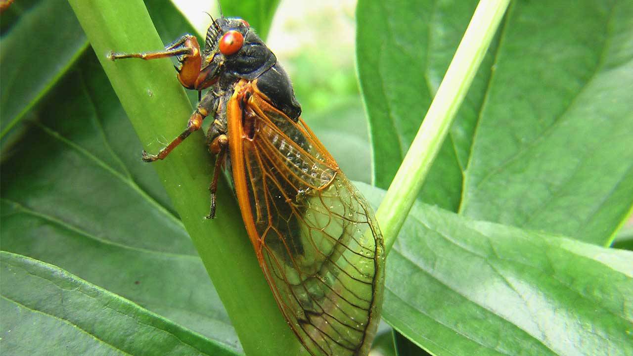 221 yıl sonra ABD'yi bekleyen doğa olayı: Milyarlarca ateşböceği yeraltından çıkacak