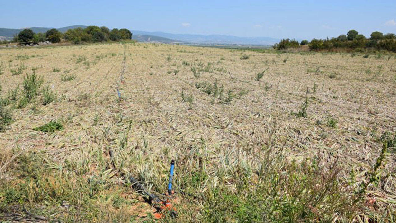 Limak'ın hedefi tarım arazileri: Bakanlığa ÇED başvurusu yaptı