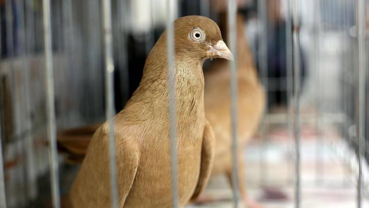 Hindistan, casus olduğu gerekçesiyle alıkoyduğu güvercini 8 ay sonra serbest bıraktı