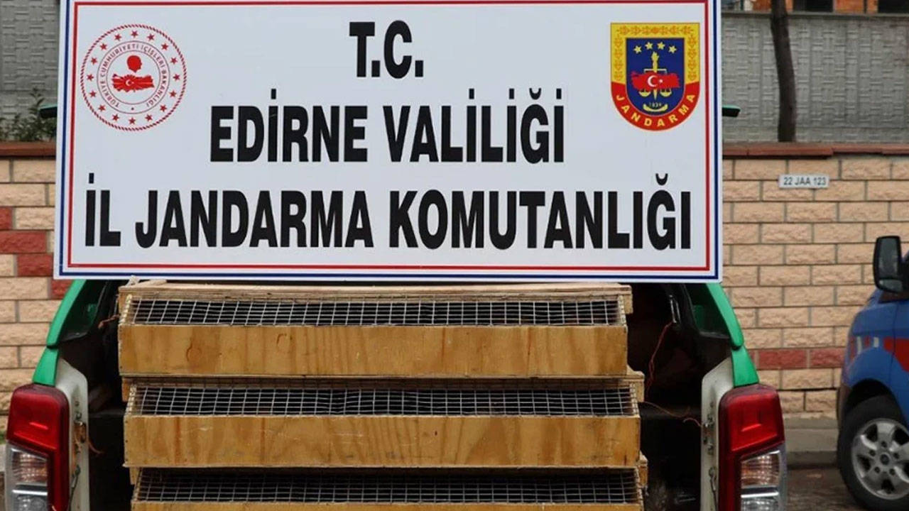 Edirne'de bir araçta 589 adet kuş ele geçirildi: 4 milyon 342 bin 553 TL'lik ceza