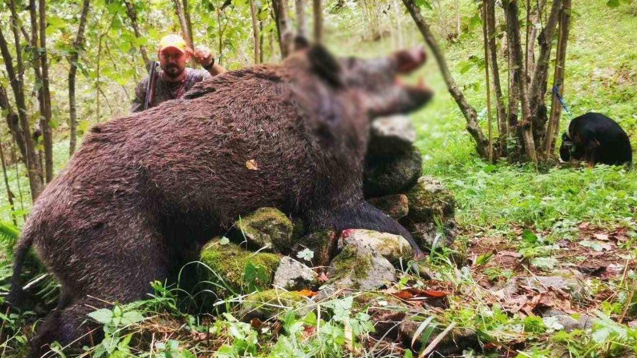 Trabzonlu ve Rizeli avcılar birleşip  25 domuz katletti