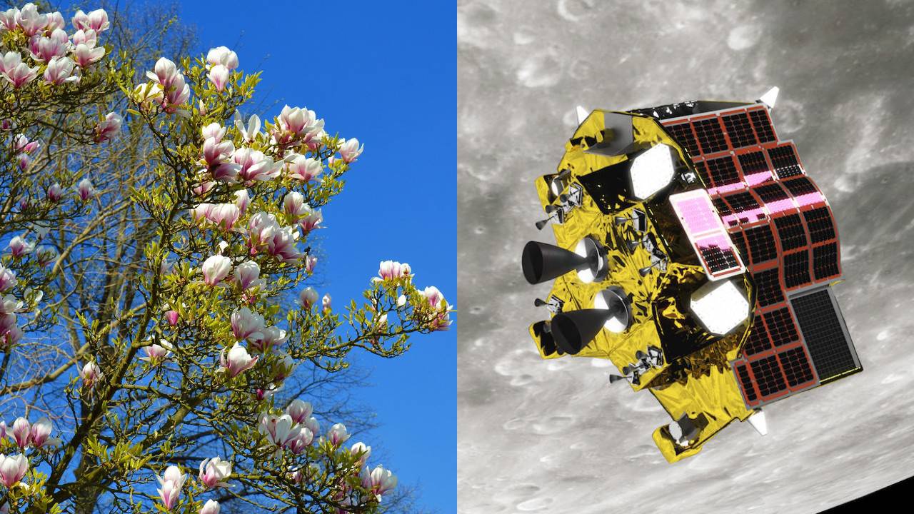 Japonya manolya ağacından uyduyu uzaya fırlatacak