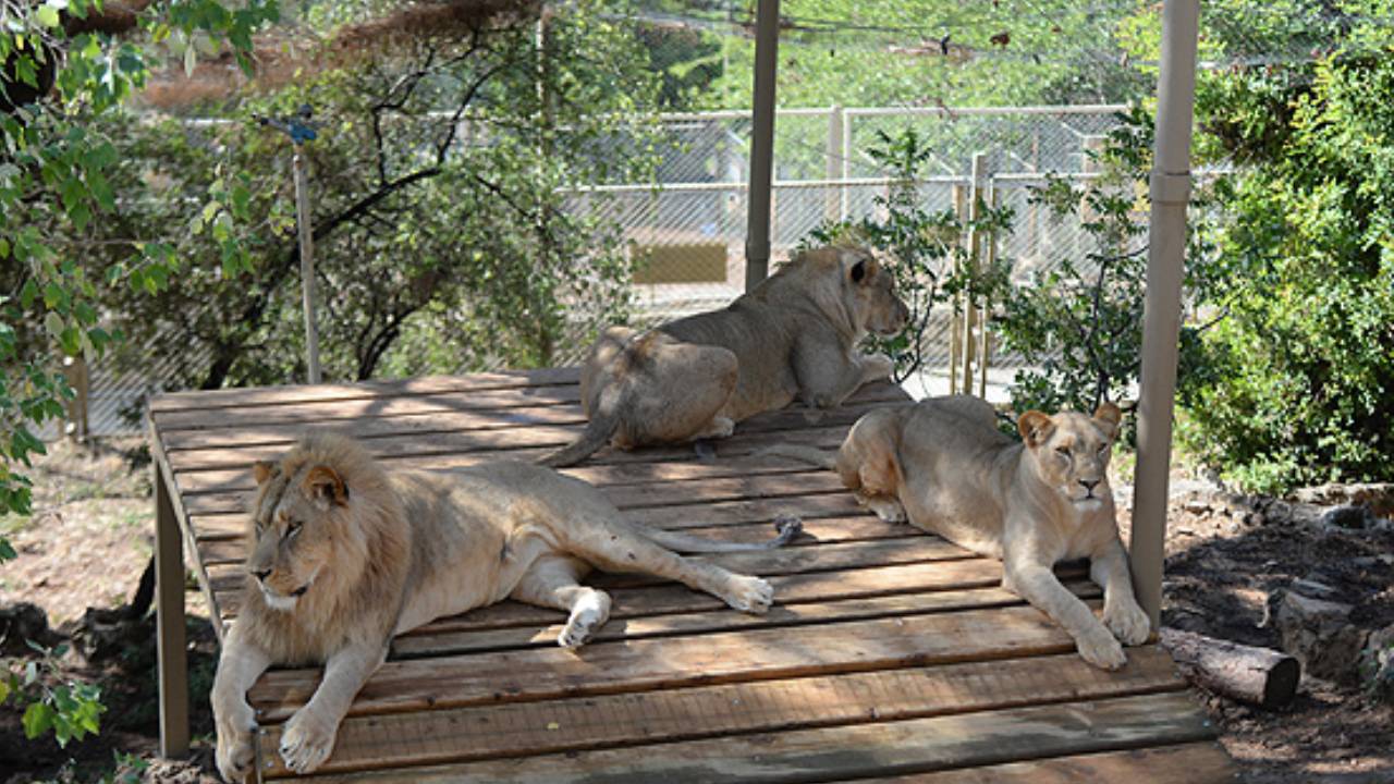 Hayvanat bahçesindeki bakıcı, aslanın saldırısı sonucu öldü